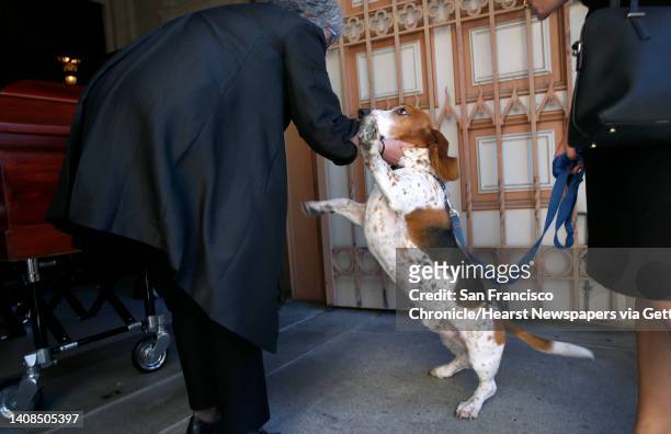 Basset hound named Toby jumps up towards Linda Corso, longtime partner of Warren Hinckle, before a funeral mass at Saints Peter and Paul Church for...