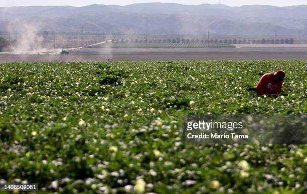 Farm worker stand in an okra field on July 13, 2022 near Coachella, California. According to the U.S. Drought Monitor, more than 97 percent of the...