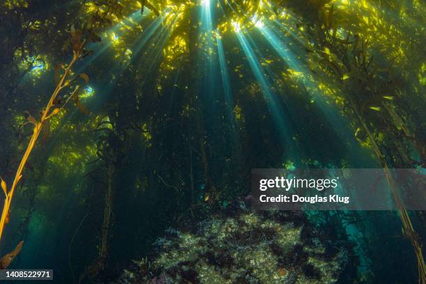 kelp forest - kelp stock pictures, royalty-free photos & images