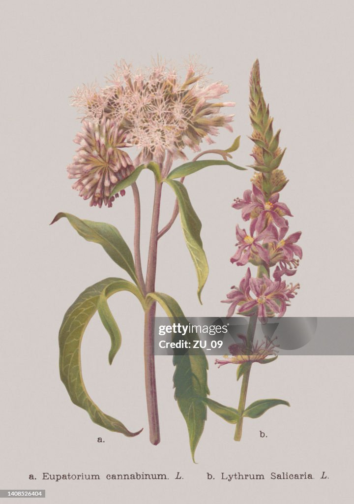 Autumn flowers (Asteraceae, Lythraceae), chromolithograph, published in 1886