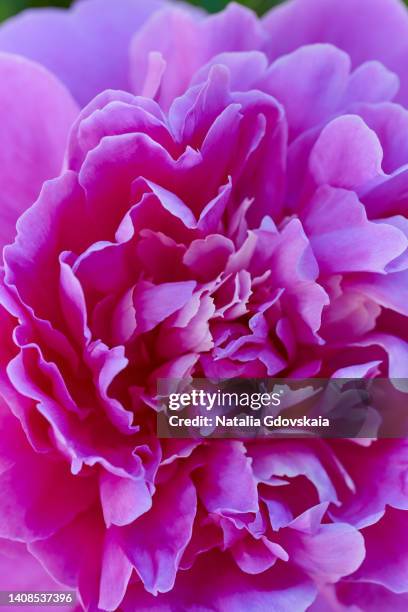 vertical of bright pink peony extreme close-up. textured coral colored flower concept. macrophotography of nature beauty. femininity and fragility symbol. blossom flora background. botanical flatlay and luxury branding design - friedenssymbol bildbanksfoton och bilder