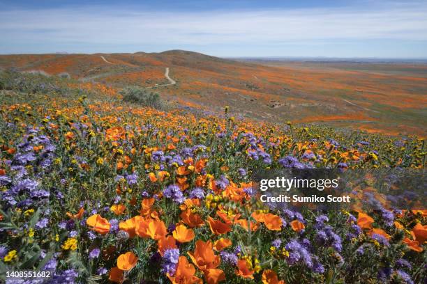 antelope valley california poppy reserve - wilde bloemen stockfoto's en -beelden