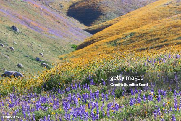 arvin wildflower - tehachapi stock pictures, royalty-free photos & images