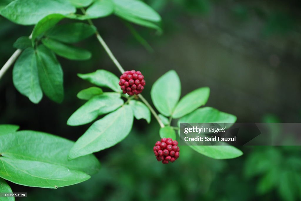 Berry