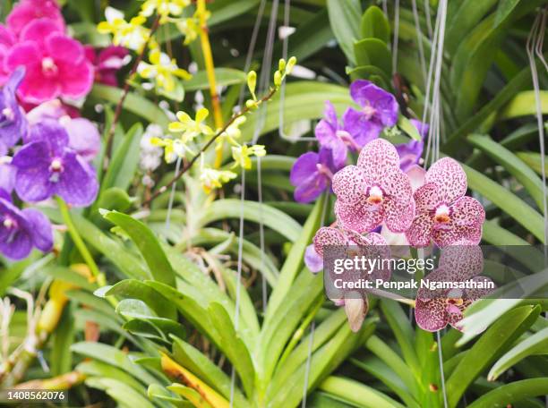 yellow orchids dendrobium lindley, orchidaceae, dendrobium phalaenopsis beautiful bouquet on blurred of nature background - vandaceous stockfoto's en -beelden