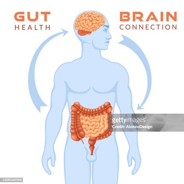 gut brain connection. - abdomen diagram stock illustrations