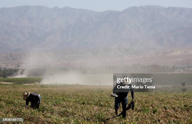 Farm workers clear out hosing which was used to irrigate an okra field on July 13, 2022 near Coachella, California. According to the U.S. Drought...