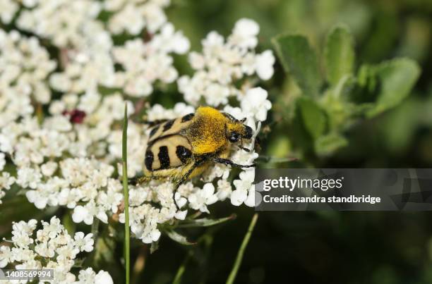 an extremely rare bee beetle, trichius fasciatus, feeding on the pollen of a wild carrot flower in a meadow. - behaart stock-fotos und bilder