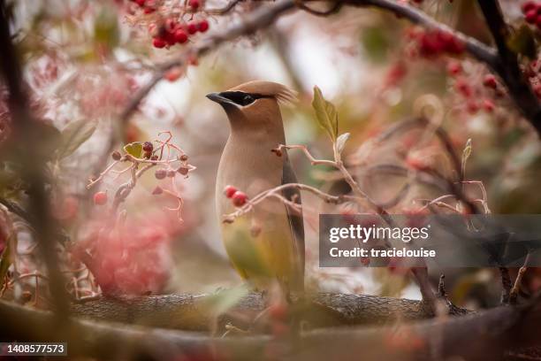 cedro waxwing (bombycilla cedrorum) - arizona bird fotografías e imágenes de stock