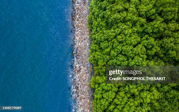 aerial view/mangrove forests and rocky dams that prevent sea waves from eroding the coast. - ecosystem stock pictures, royalty-free photos & images
