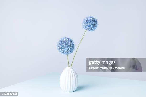 bouquet of flowering decorative onions in a vase. - couleur des végétaux photos et images de collection