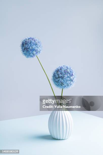bouquet of flowering decorative onions in a vase. - food photography dark background blue stock-fotos und bilder
