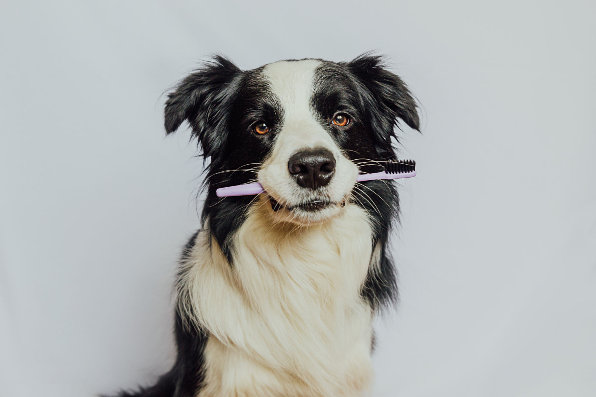 smart toothbrush holder