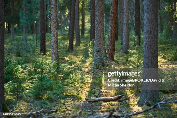 norway spruce (picea abies) forest, frankonia, bavaria, germany - spruce stock-fotos und bilder