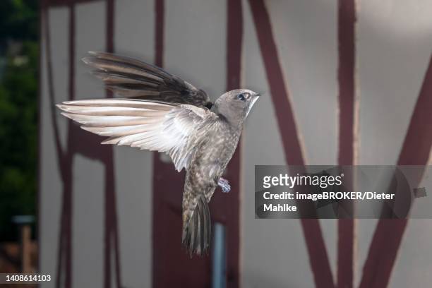 common swift (apus apus) approaching the breeding site, north rhine-westphalia, germany - common swift flying stock pictures, royalty-free photos & images