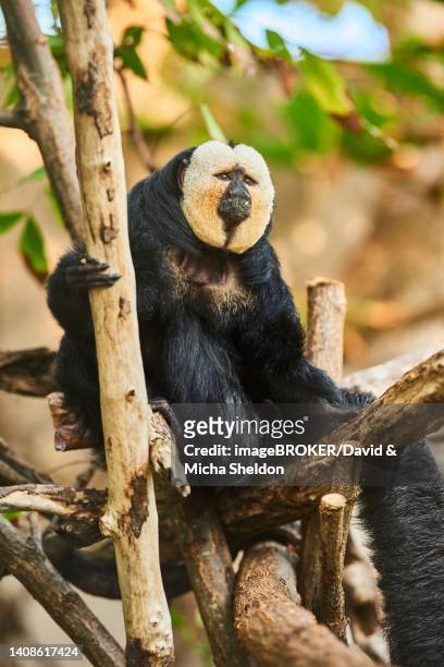white-faced saki (pithecia pithecia) male, captive, germany - white faced saki monkey stock pictures, royalty-free photos & images