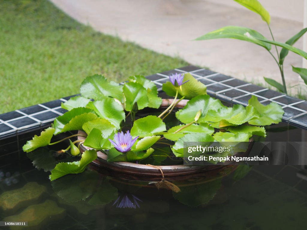 Water lily Plantae, Sacred Lotus, Bean of India, Nelumbo, NELUMBONACEAE name flower in pond Large flowers oval buds Pink tapered end center of the petals are bloated green large leaves stalk Rod lengthy environment nature background in pound