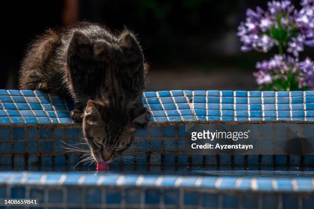 stray cat is drinking water from public pool at city wildlife - protruding stock pictures, royalty-free photos & images