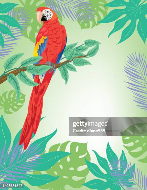 brightly colored tropical background invitation template with parrot and room for text - luau background stock illustrations