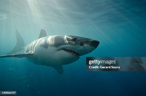 great white shark swimming underwater - great white shark stock-fotos und bilder