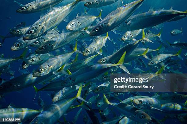 jack macquerels in school swimming underwater - makreel stock-fotos und bilder