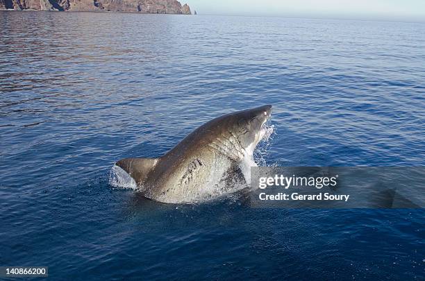 great white shark jumping out of the surface - great white shark stock pictures, royalty-free photos & images