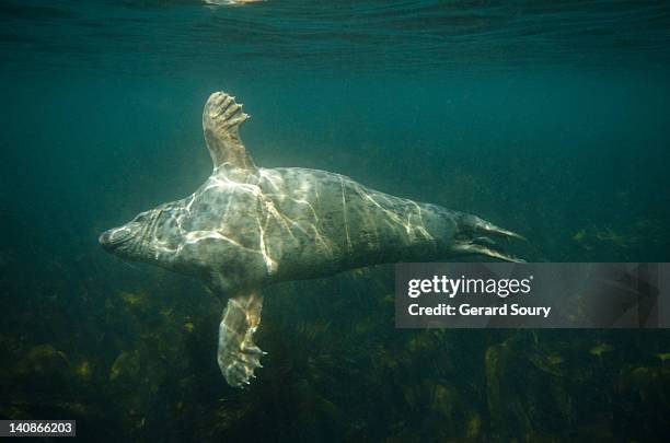 grey seal male swimming underwater - grey seal swimming stock pictures, royalty-free photos & images