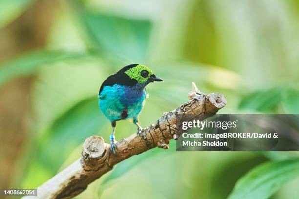 paradise tanager (tangara chilensis) in a greenhouse, bavaria, germany - paradise tanager stock pictures, royalty-free photos & images