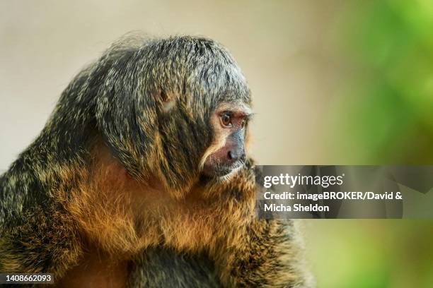 white-faced saki (pithecia pithecia) female, captive, germany - white faced saki monkey stock pictures, royalty-free photos & images