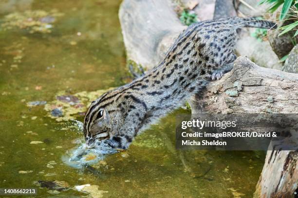 fishing cat (prionailurus viverrinus) jumping in a lake catching a fish, bavaria, germany - prionailurus viverrinus stock pictures, royalty-free photos & images