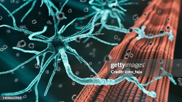 neuromuscular junction - biomedical animation stock pictures, royalty-free photos & images