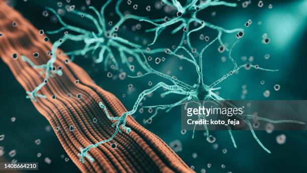 junção neuromuscular - sinapse excitatória - fotografias e filmes do acervo