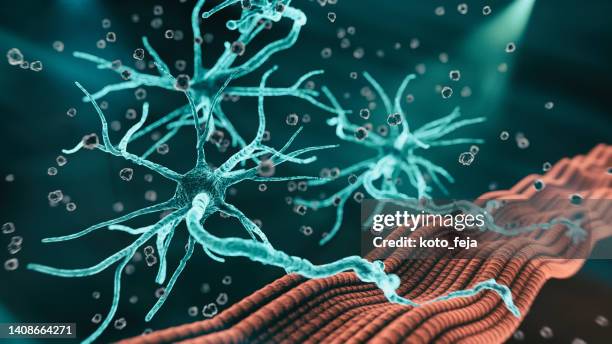 neuromuscular junction - nervous tissue stock pictures, royalty-free photos & images