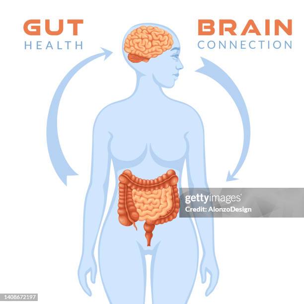 gut brain connection. - neurotransmitter brain stock illustrations