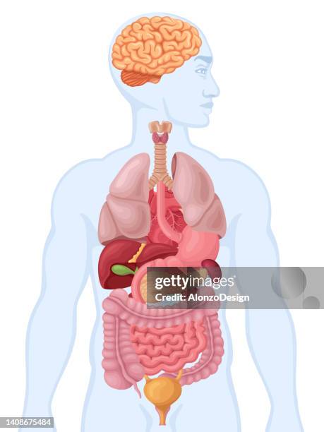 ilustrações, clipart, desenhos animados e ícones de diagrama de corpo humano e órgãos. anatomia humana. - intestino delgado