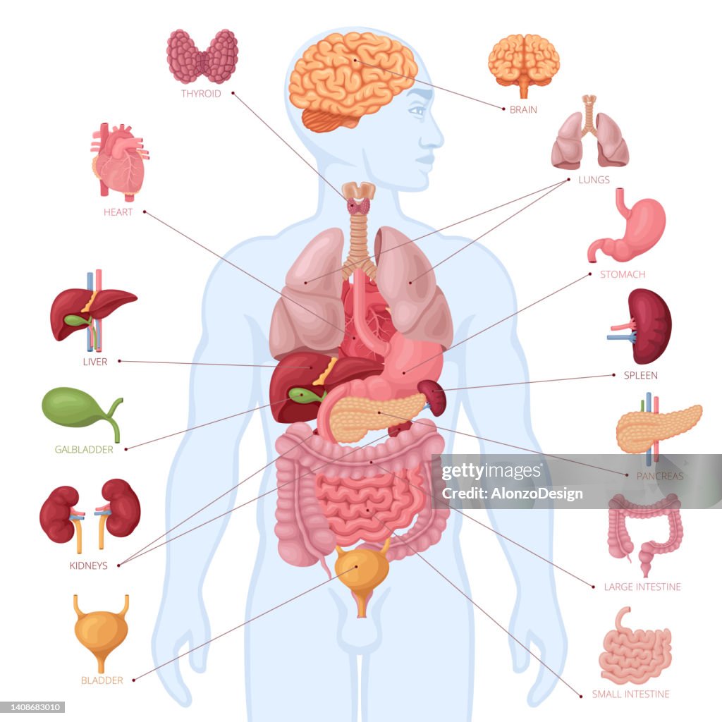Human anatomy. Infographic elements. Male body.