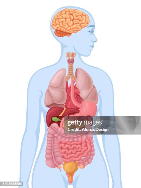 human female body and organs diagram. human anatomy. - woman intestine stock illustrations