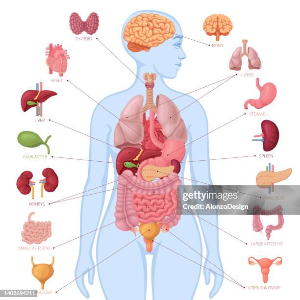 ilustraciones, imágenes clip art, dibujos animados e iconos de stock de anatomía humana. elementos infográficos. cuerpo femenino. - biología