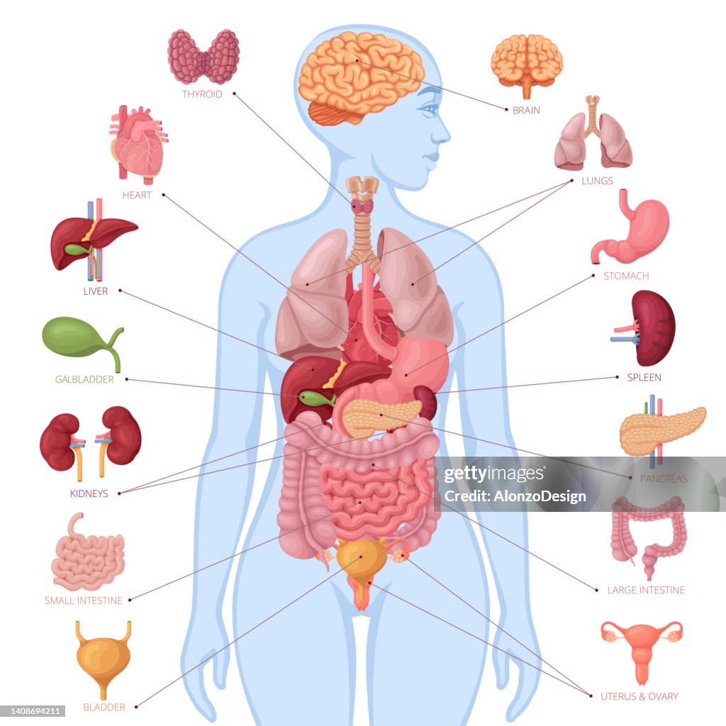 Human anatomy. Infographic elements. Female body.