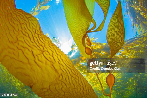 new growth giant kelp set against the kelp canopy and sunlit waters of the channel islands national park, ca, usa. - alge stock-fotos und bilder