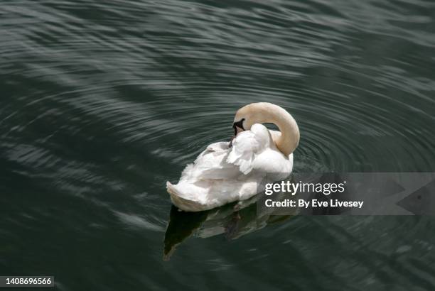 white swan - mute swan stock pictures, royalty-free photos & images