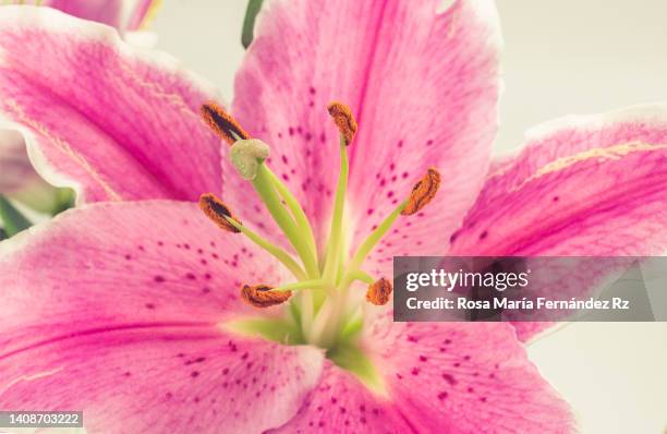 close-up of centre of pink stargazer lily flow. - estigma imagens e fotografias de stock