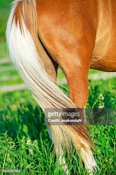 beautiful piebald horse tail . close up - horse tail stock pictures, royalty-free photos & images