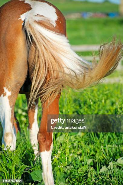 beautiful piebald horse tail . close up - horse tail stock pictures, royalty-free photos & images