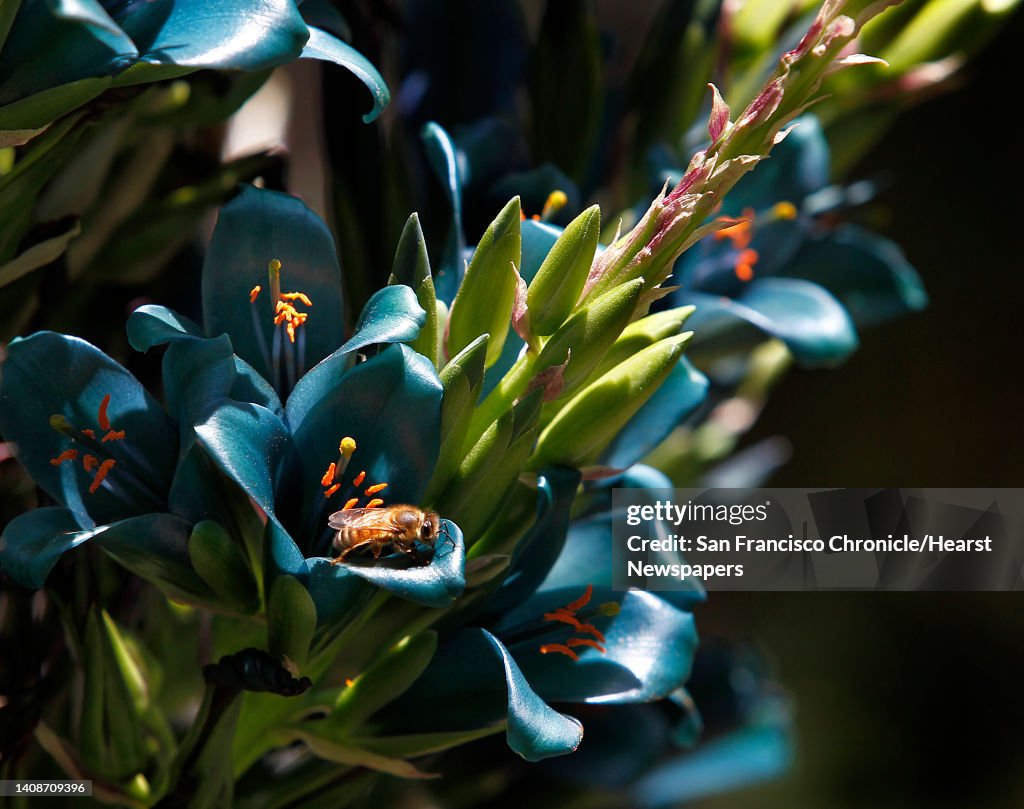A honey bee visits a blue puya flower at the Western Hills Garden in Occidental, Calif. on Saturday, July 7, 2012. Tim and Chris Szybalski recently reopened the three-acre garden after rescuing the property from foreclosure