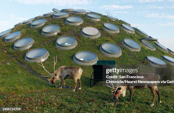 Two reindeer wait for Santa's arrival while settling in on the living roof of their holiday home at the California Academy of Sciences in San...