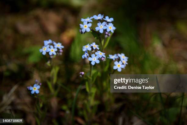 Tupper Photo Little Tupper Lake Photos and Premium High Res Pictures - Getty Images