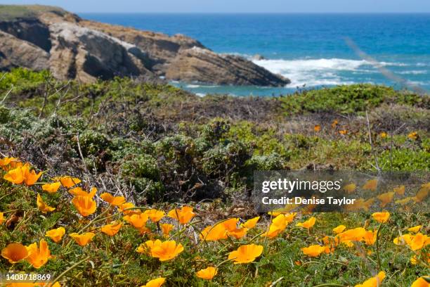 california poppies along the coast - parque estatal de montaña de oro fotografías e imágenes de stock