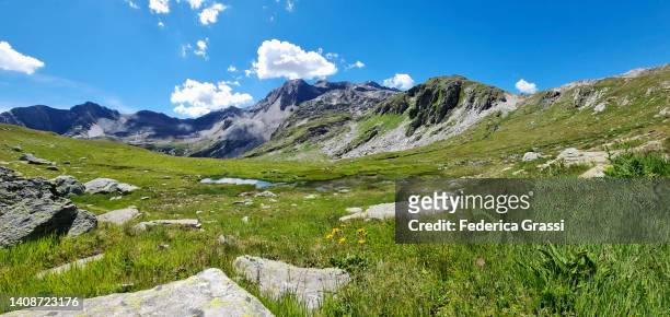 arnica flowering near nufenen mountain pass (passo della novena) - wilderness stock-fotos und bilder