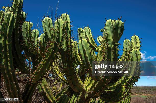 polaskia chichipe, a columnar tree-like cactus, in el charco del ingenio nature reserve, san miguel de allende, guanajuato, mexico - treelike stock pictures, royalty-free photos & images